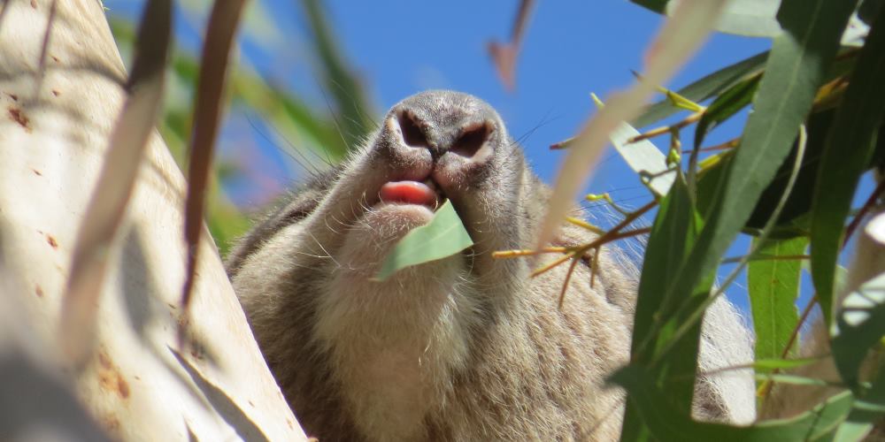 koala eating tongue out