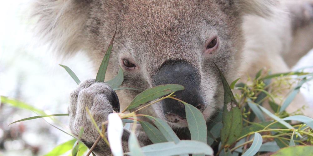 koala choosing eucalyptus leaves