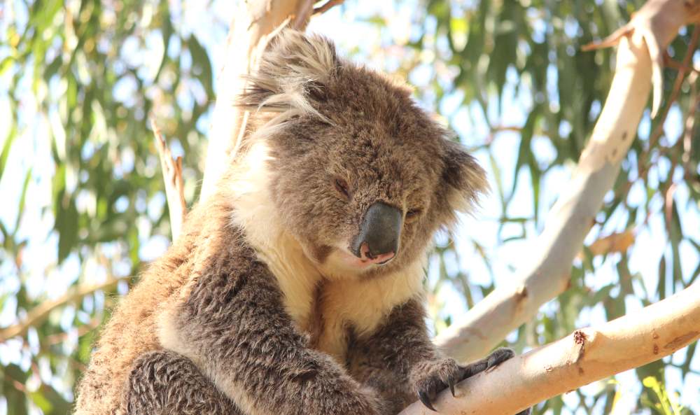 Wild koala looking disgruntled