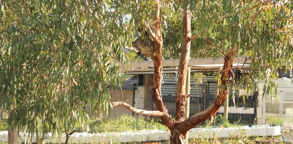 Koala in tree outside nursery