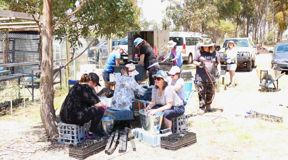 Koala tree seed sowing event