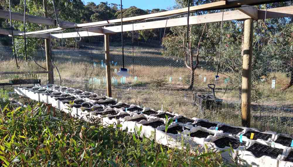 koala trees sown December 2021
