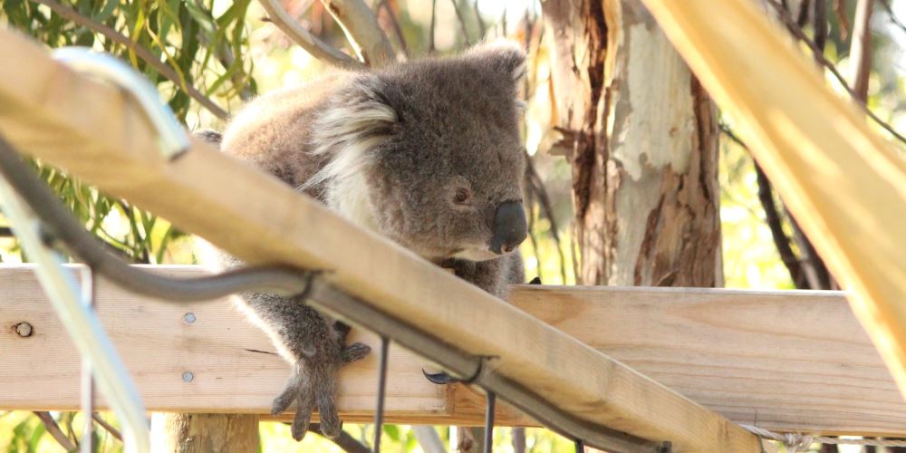 koala in native tree nursery