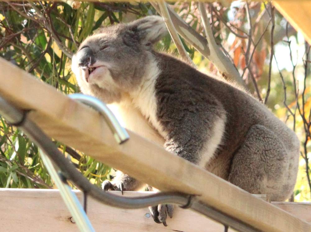 Koala in funny position