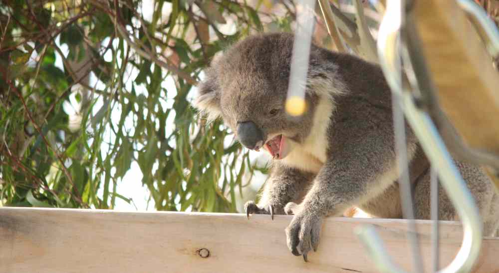 koala in tree nursery