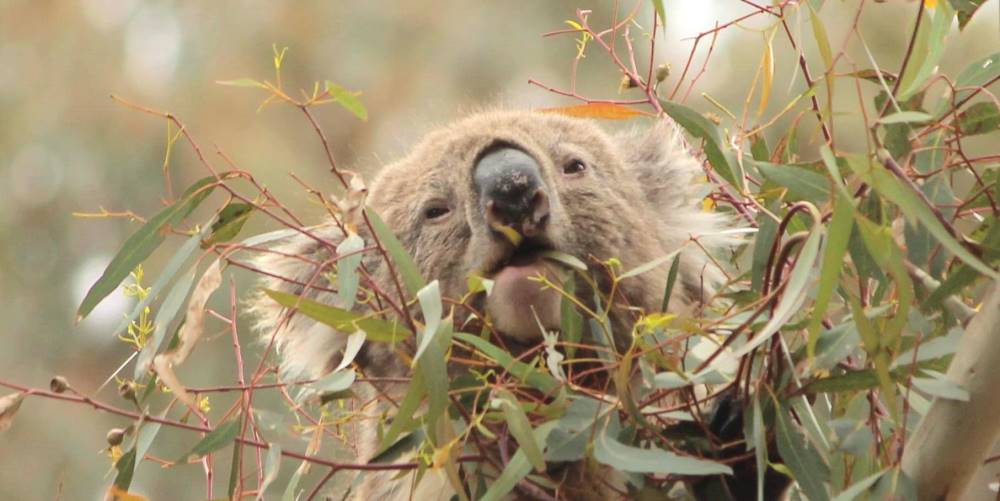 koala eating big bunch of leaves