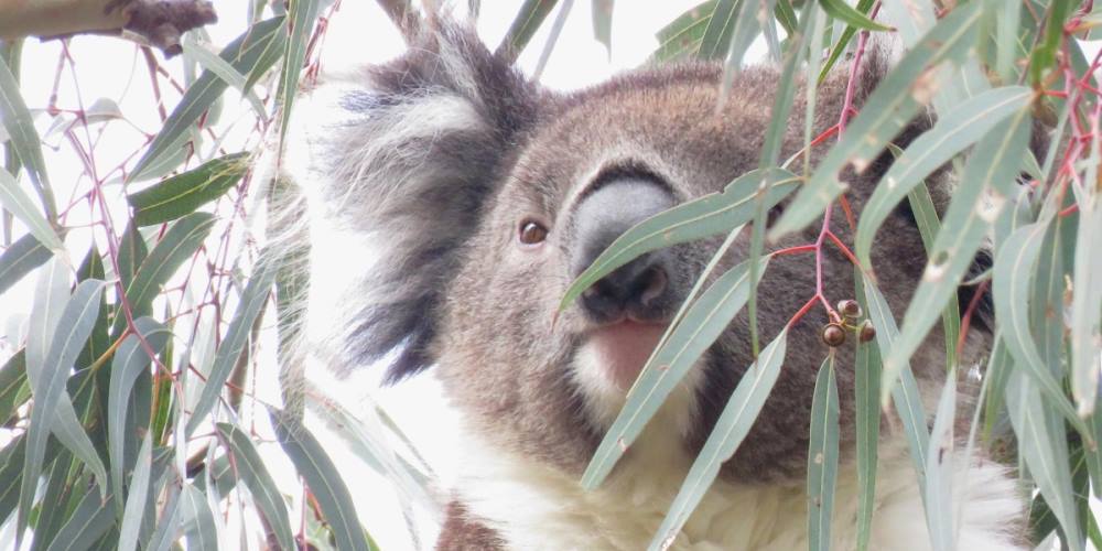 wild koala You Yangs Australia 2021