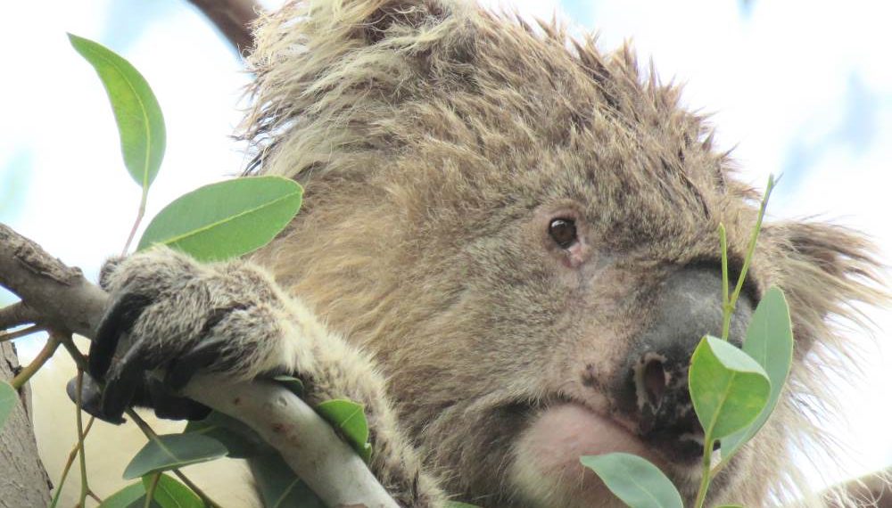 old koala winberry link you yangs