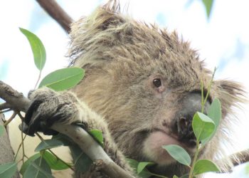 old koala winberry link you yangs