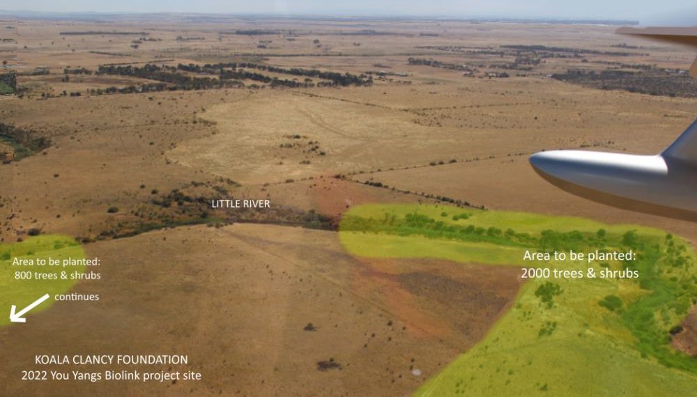 koala link little river you yangs