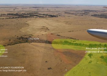 koala link little river you yangs