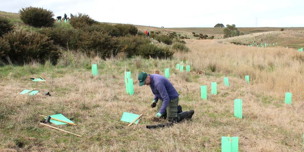 planting riparian zone