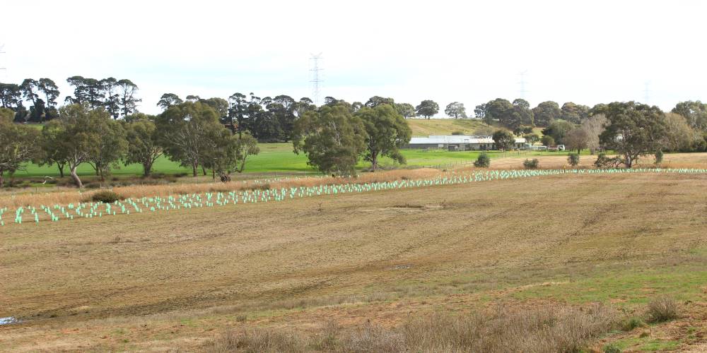 creekline tree planting on farm