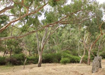 grassy woodland koala habitat