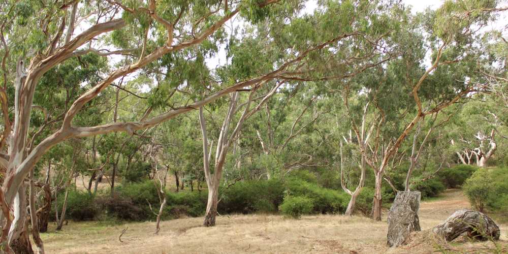 grassy woodland koala habitat