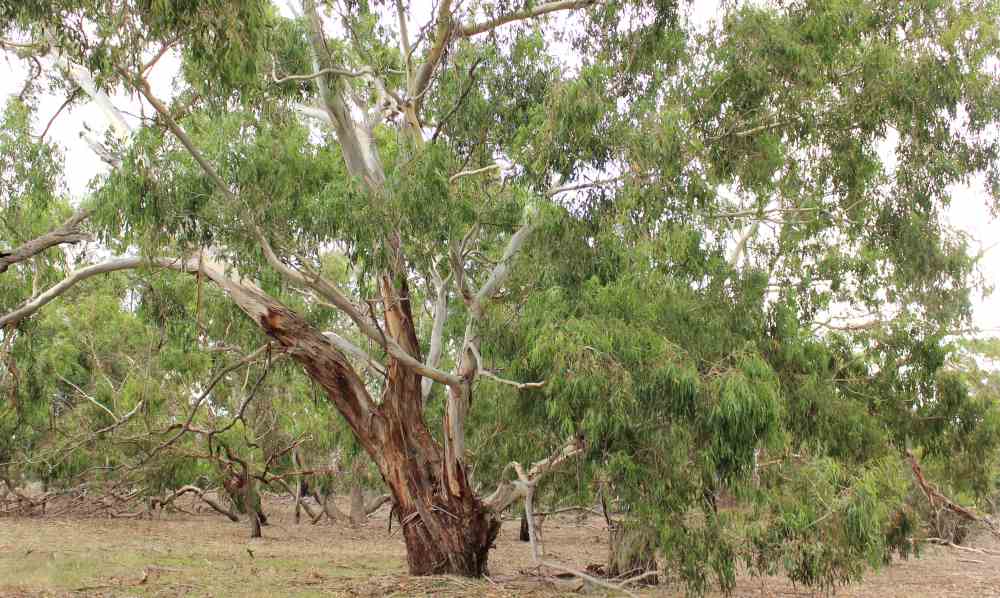 Manna Gum old remnant