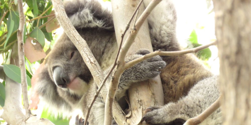 young wild koala male Balyang