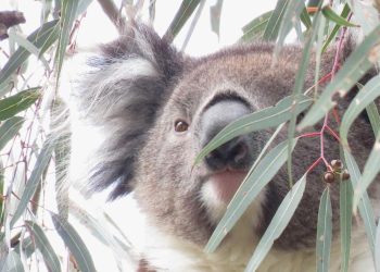 koala balyang young cute