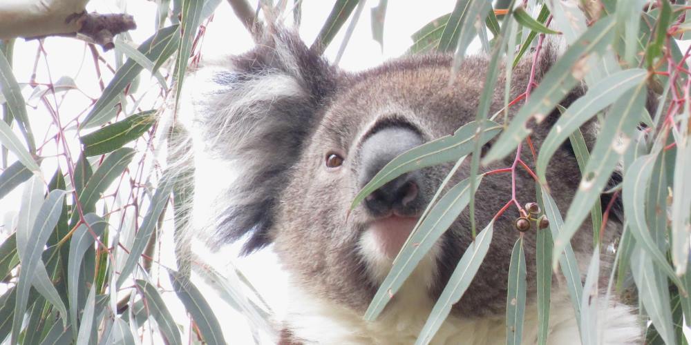 koala balyang young cute