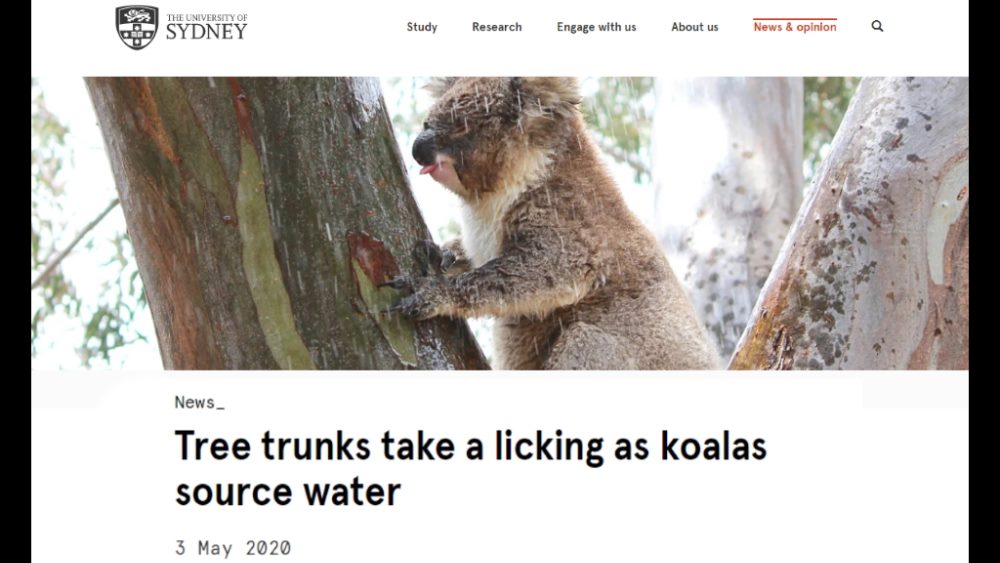 uni sydney study uses koala clancy foundation data