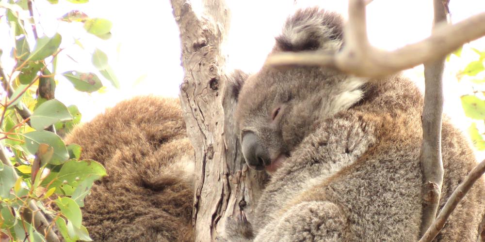 koala joey with mother