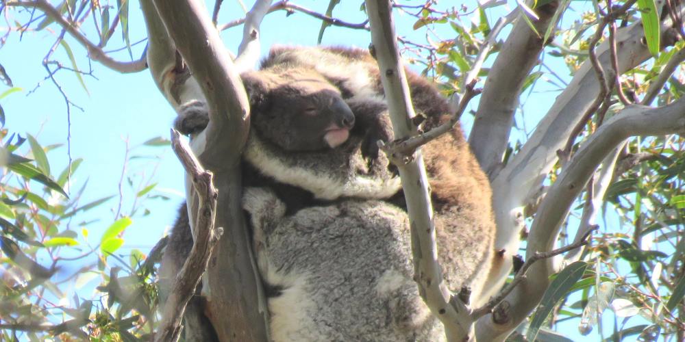 koala joey balyang with mother