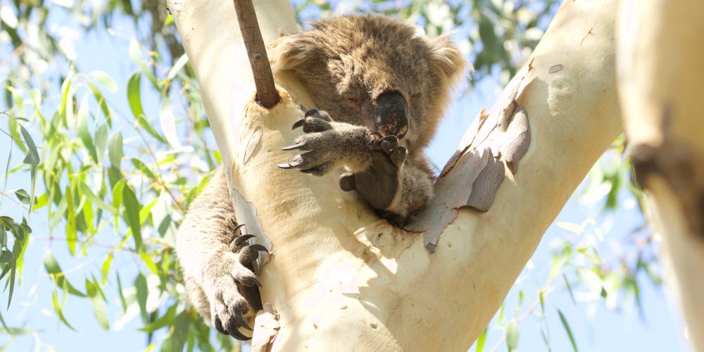 old koala suffering climate change