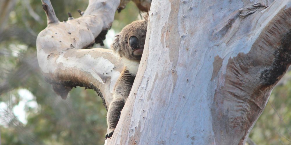 big male koala in River Red Gum tree