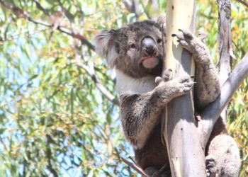 old koala hot day Winberry