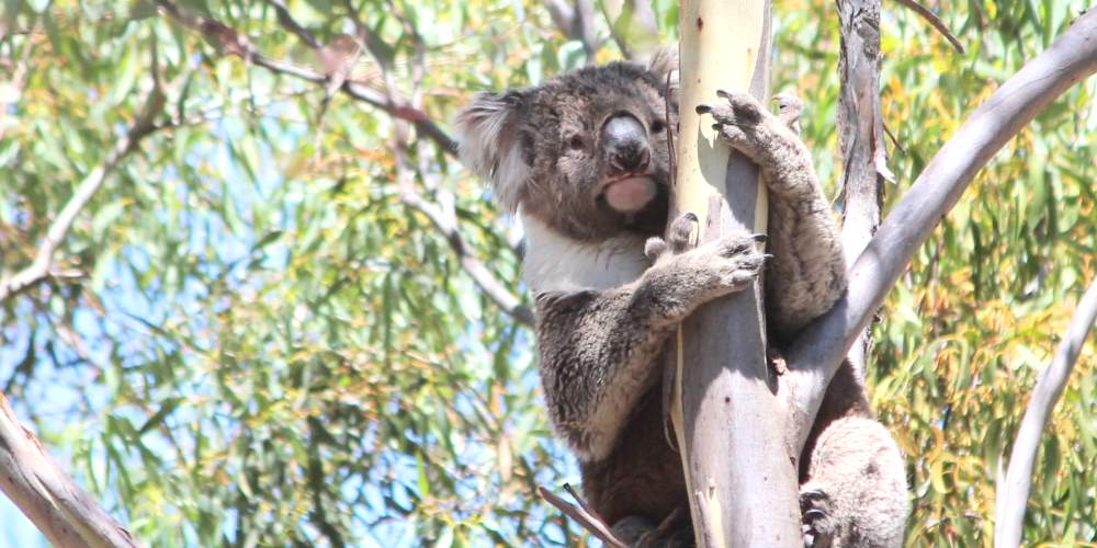 old koala hot day Winberry