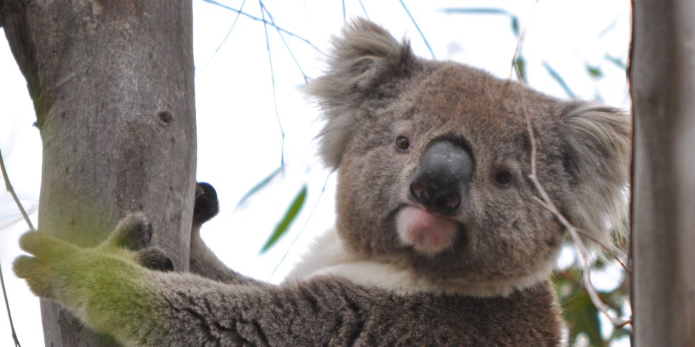 dominant male koala winberry
