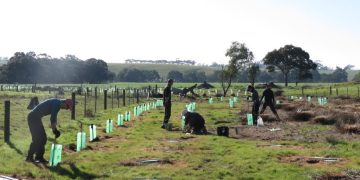donate to tree planting for koalas