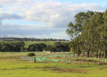 koala tree planting project moorabool