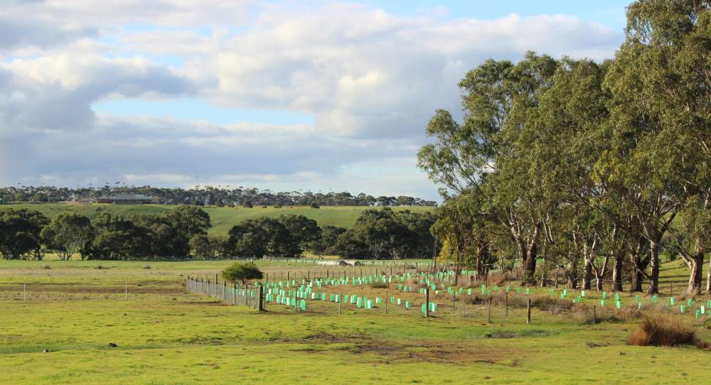 koala tree planting project moorabool