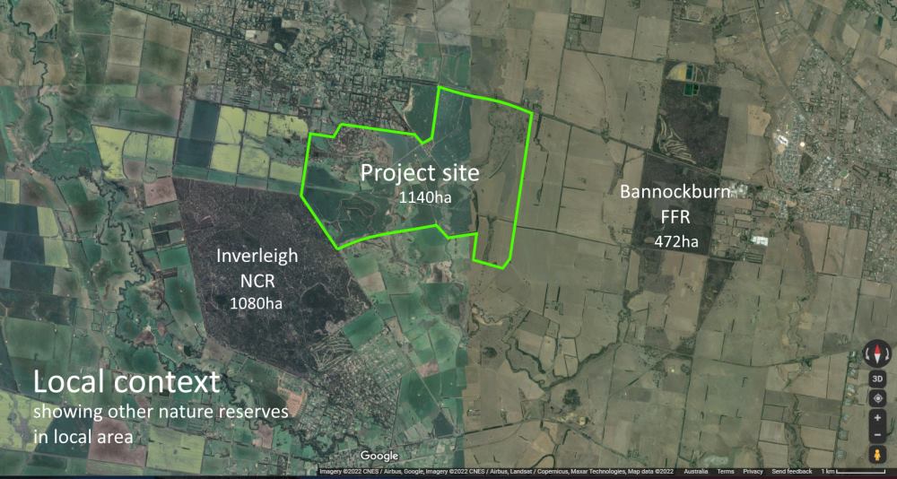 plains grassy woodland revegetation project for koalas