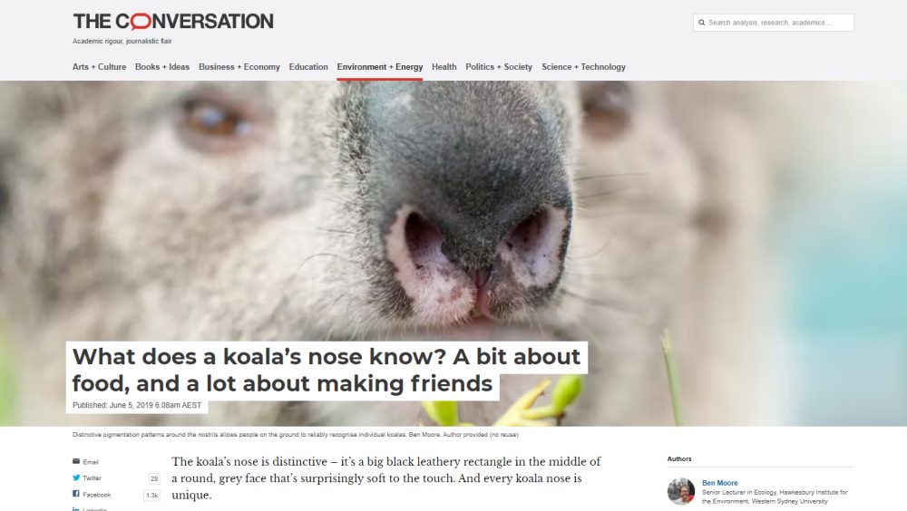koala nose pattern identification news