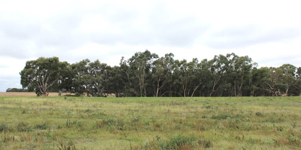 remnant woodland on Woolbrook