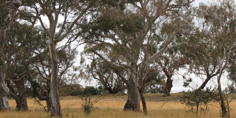 remnant endangered grassy woodland