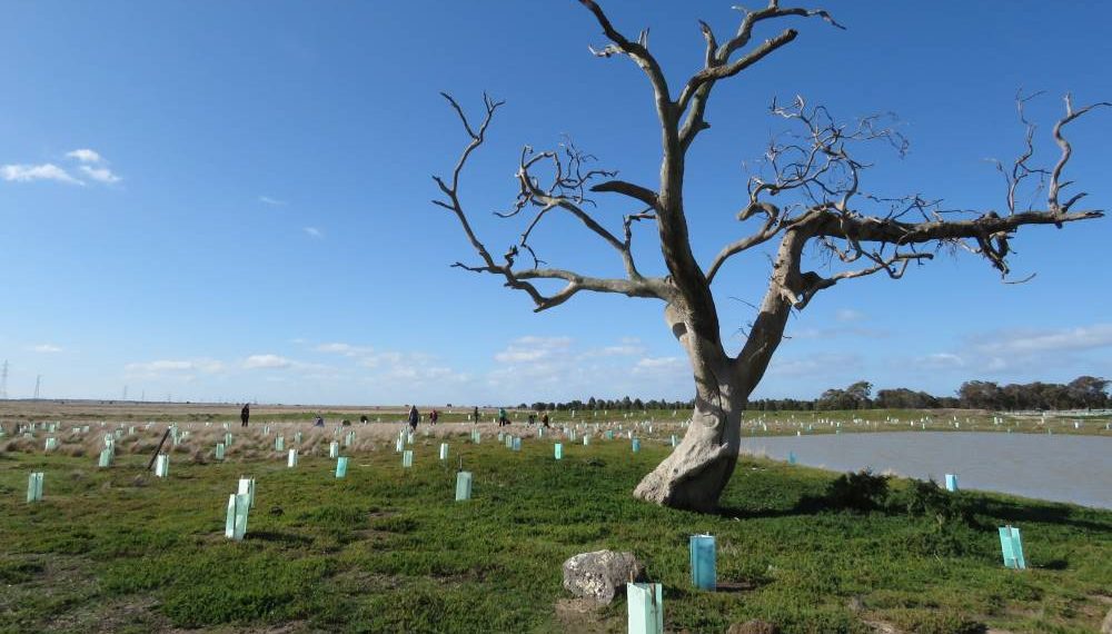 trees planted koalas you yangs