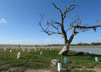 trees planted koalas you yangs