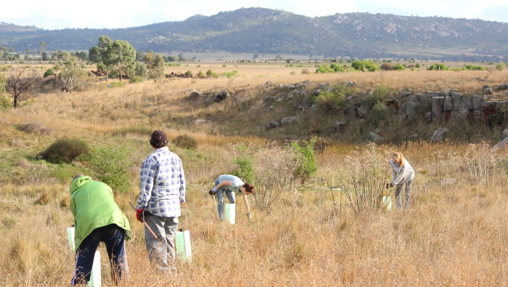 one quarter of little river replanted for koalas