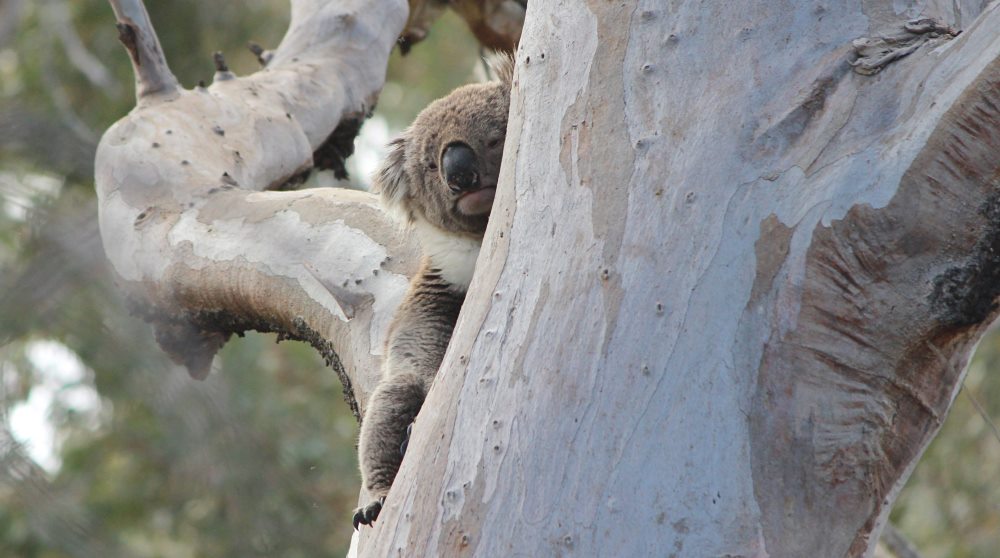 wild koala in big tree day