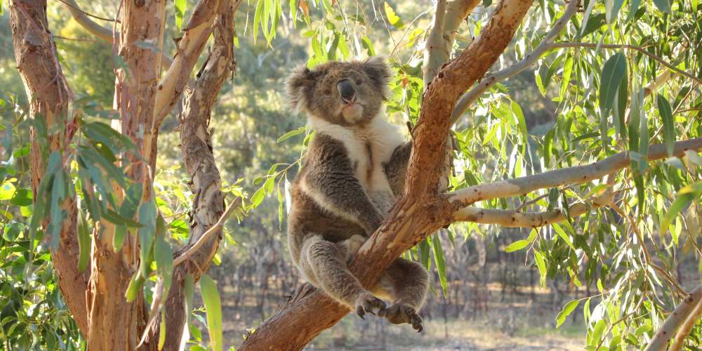 koala looking sad in manna gum tree