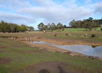 barrabool wetlands for koalas