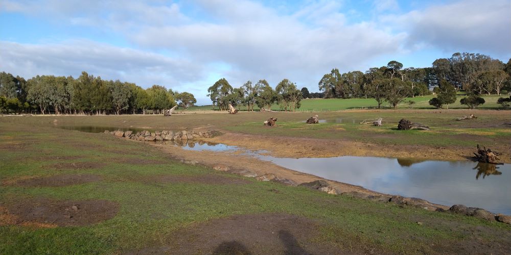 barrabool wetlands for koalas