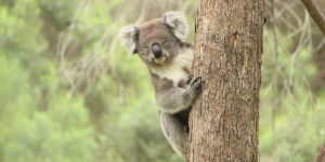 KOALA EYES CLOSED VICTORIA CLINGING TO TREE