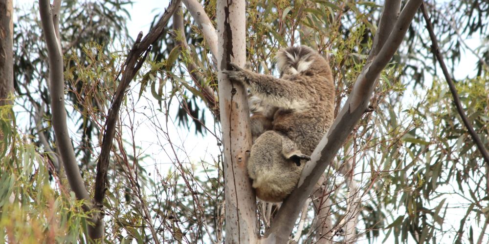 wild koala joey southern