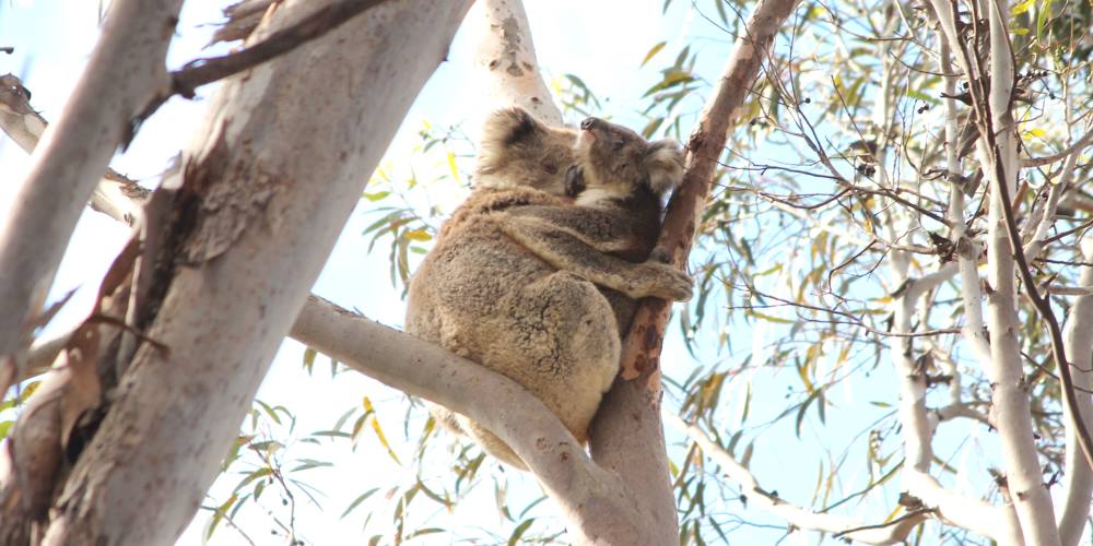 new wild koala joey Victoria