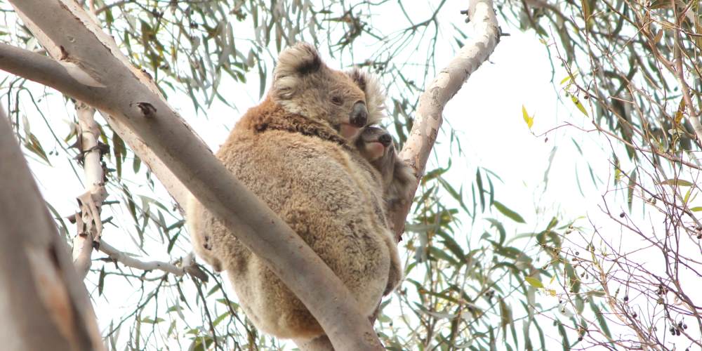 koala joey cuddles wild