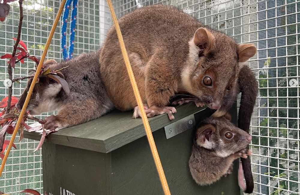 baby ringtail possums ready for release